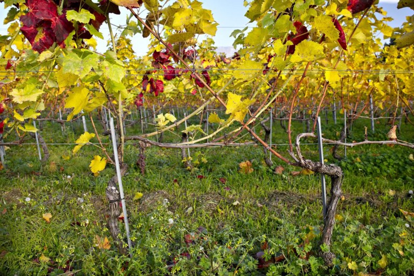 Die Goldgelbe Vergilbung wird durch eine Zikade oder durch Veredelung übertragen. (Bild Agroscope)