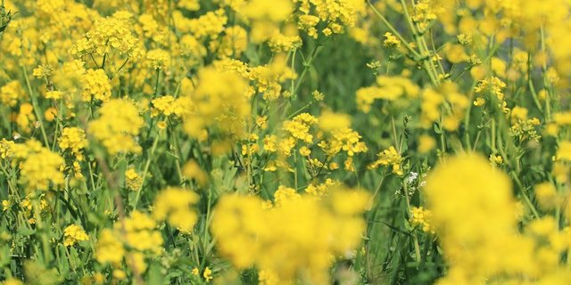 Pflichtlager können im Falle schwerer Mangellagen, welchen die Wirtschaft nicht selber zu begegnen vermag, freigegeben werden. So kann z. B. der Anbau von Raps dank eingelagertem Saatgut sichergestellt werden. (Bild MarjonBesteman / Pixabay)