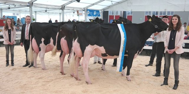 Die ältere Championne Holstein, BENTE GOLDWYN von Duss Leo 6112 Doppleschwand gefolgt von der Ersatz-Championne ROXETTE S ID von Duss Leo 6112 Doppleschwand und der Honorable INES ROSS von Rüttimann André & Patrick 6276 Hohenrain. (Bilder Josef Kottmann)