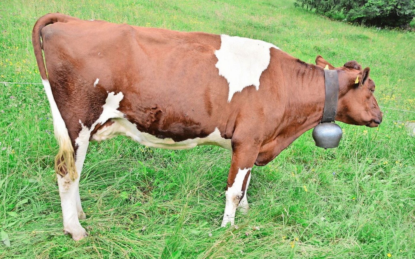 Zurbrügg’s Giulia (43 44 93) präsentiert ein Topeuter. Auch ihren Vater Queenboy haben Zurbrüggs gezüchtet. 