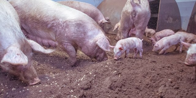 m Familienstall fällt das Kraftfutter von der Decke herab. Durch die Futtersuche können die Tiere ihren Erkundungsdrang ausleben. (Bild Hetfamilievarken)