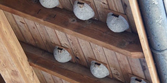 Schwalbennester findet man auf vielen Betrieben. Diese bieten den Vögeln zwar Unterschlupf, durch den Klimawandel kann ihren Küken aber die Nahrung fehlen. (Bild lid)
