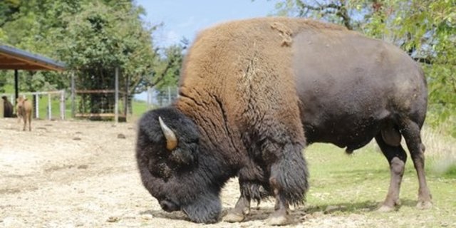 Bisons und Rinder erbringen laut Agrarminister Johann Schneider-Ammann die gleiche Leistung zur Fleischproduktion aus Gras. (Bild mw/lid)