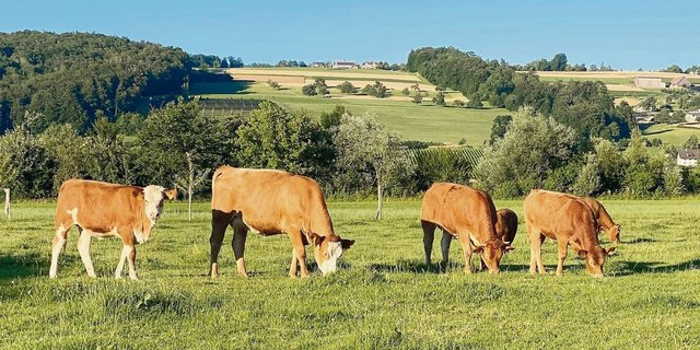 Angepasste Weidezeiten und gute Grasqualität fördern den Verzehr von Weidegras an warmen Tagen.