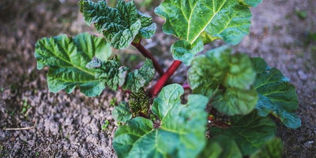 Rhabarber Der Rhabarber ist nicht nur kalorienarm, sondern auch Vitaminspender. (Bild Pixabay)