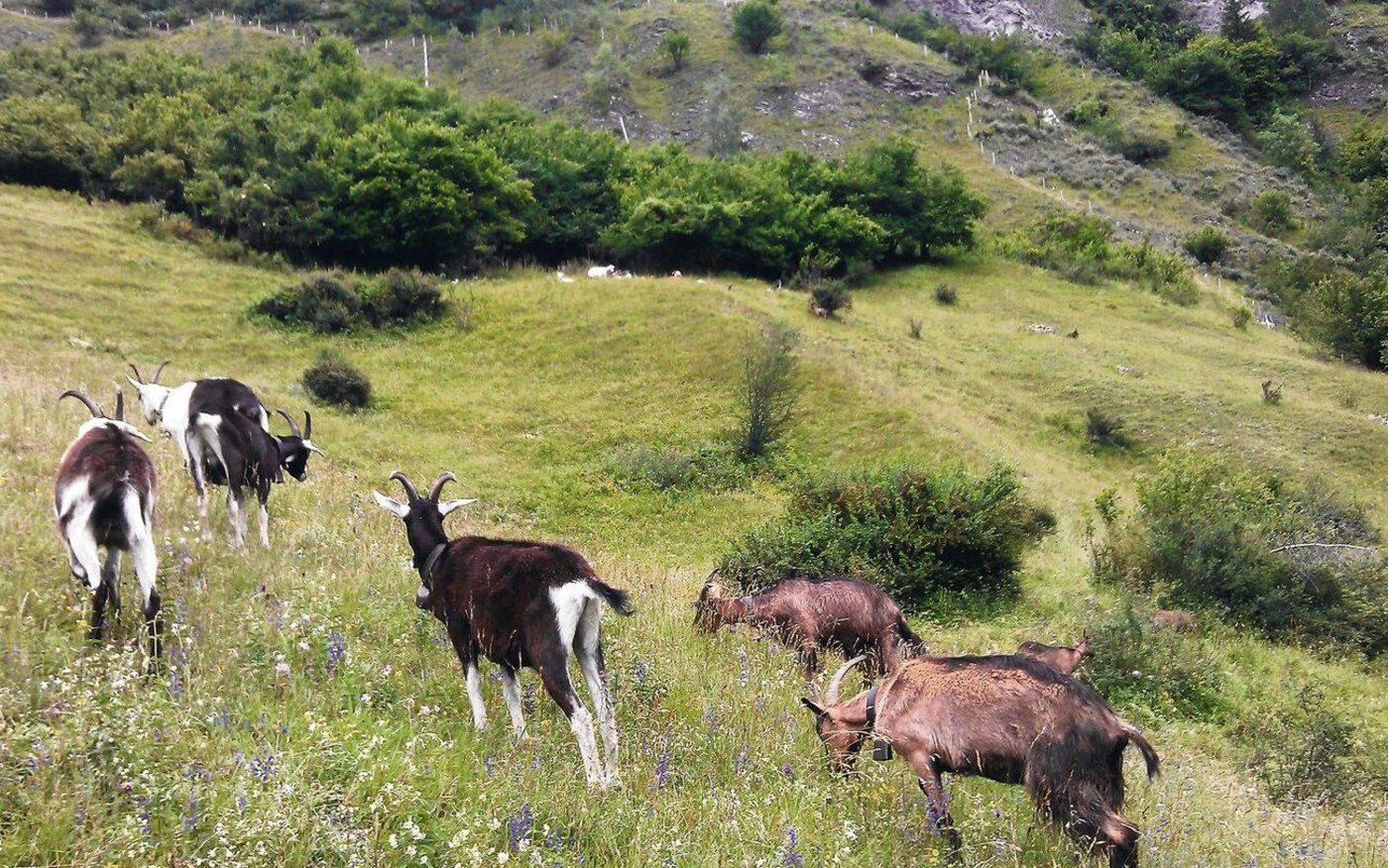 In der diesjährigen Alpsaison sollen von Ende Mai bis Mitte Oktober zwei Wanderziegenherden Trockenwiesen beweiden und so zum Erhalt seltener Pflanzen- und Tierarten beitragen.  