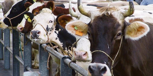 Schlachtkühe und -rinder werden nach wie vor zu häufig trächtig verkauft. Nun will Proviande den Anteil mit einer weiteren Massnahme noch stärker reduzieren. (Bild Archiv)
