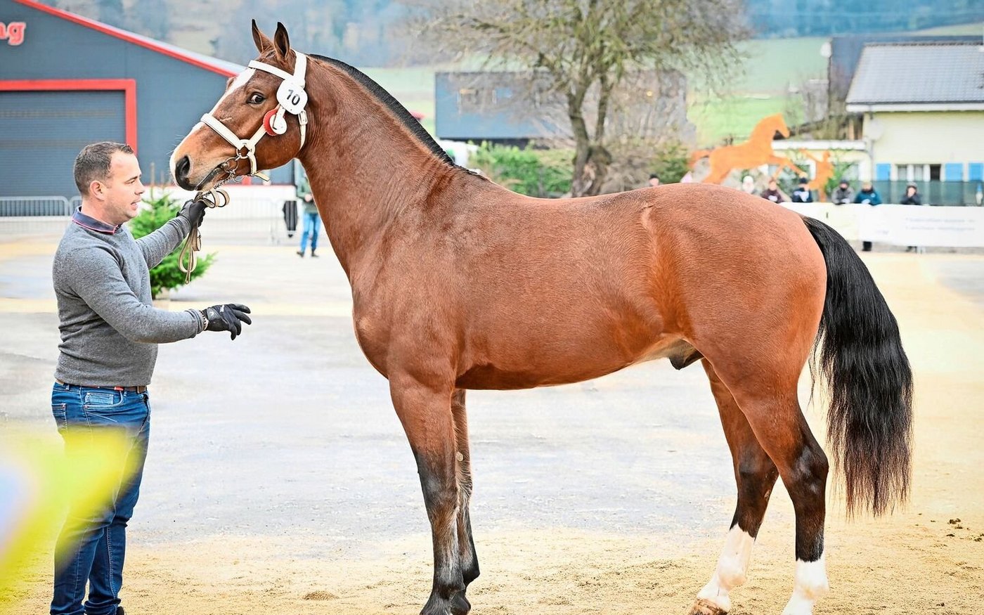 Hengst Nevio AH (Nordica de la Burgis / Ethan) von Laurent und Marie-Madeleine Bandelier mit Gesamtnote 24.00 erreicht den 2. Rang.    