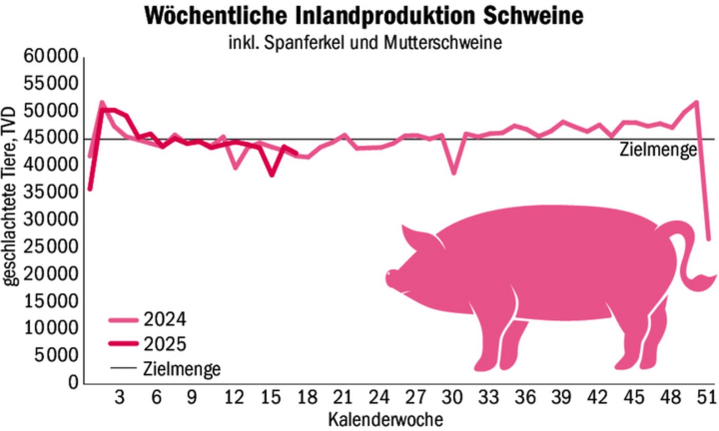 Derzeit ist der Schweinemarkt gesund, die Lieferungen liegen gar leicht unter der Zielmenge. Auch die Nachfrage ist freundlich. Eine Situation, die in der Vergangenheit nicht immer so war.