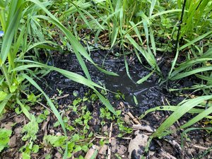 Die Versuche sollen einerseits wissenschaftliche Daten zur Wirkung von Pflanzenkohle liefern und andererseits der Stadt Zürich dank Hitzeminderung von Nutzen sein. (Bilder Grün Stadt Zürich)