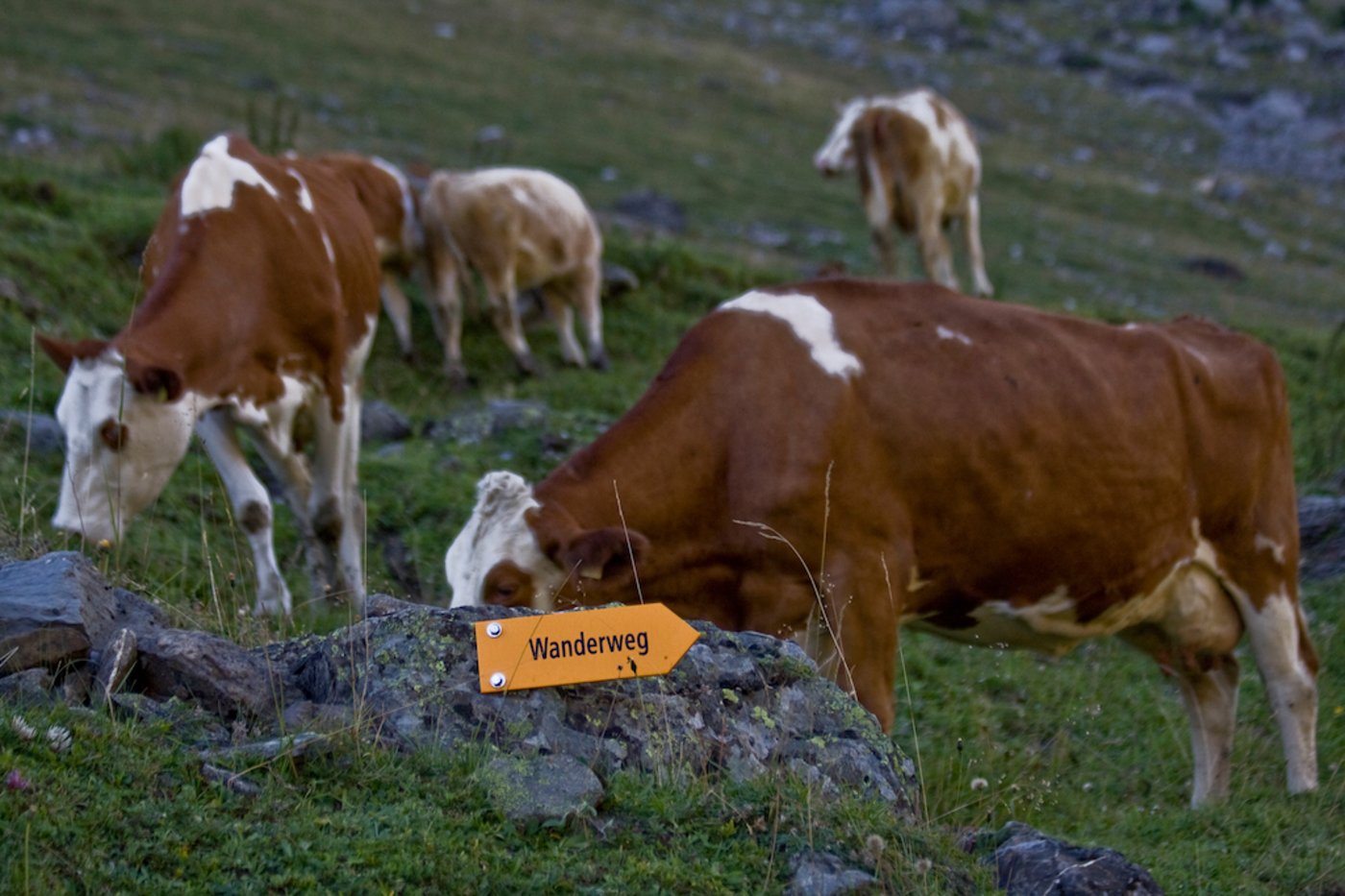 Wenn Wanderwege durch die Weide führen, ist eine ausreichende Information über das richtige Verhalten wichtig für die Unfallprävention. (Bild BUL)