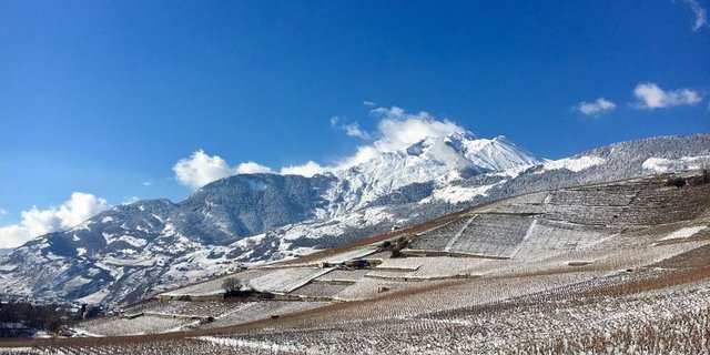 Die Weinbranche erlebte in den letzten Monaten eine wahre Achterbahnfahrt. (Bild Swiss Wine Promotion)