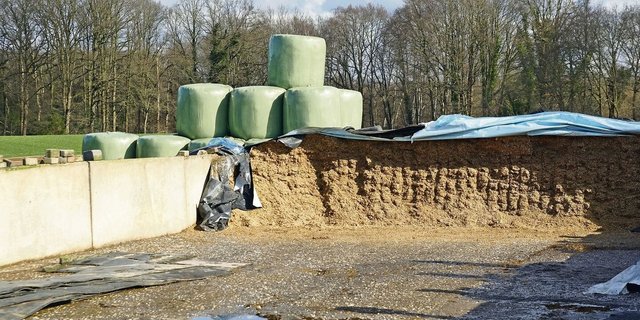 Damit es im Winter nicht zu Fehlgärungen kommt, ist eine fachgerechte Entnahme elementar. Um die Milchsäuregärung zu fördern, darf möglichst wenig Luft in die Silage eindringen. Kurz gehäckseltes Futter verdrängt Sauerstoff und ist somit vorteilhaft. 