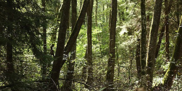 Feuerwerk kann bei Trockenheit verheerende Folgen haben. Die Situation ist im Moment kantonal und lokal unterschiedlich. (Bild Wald Schweiz)