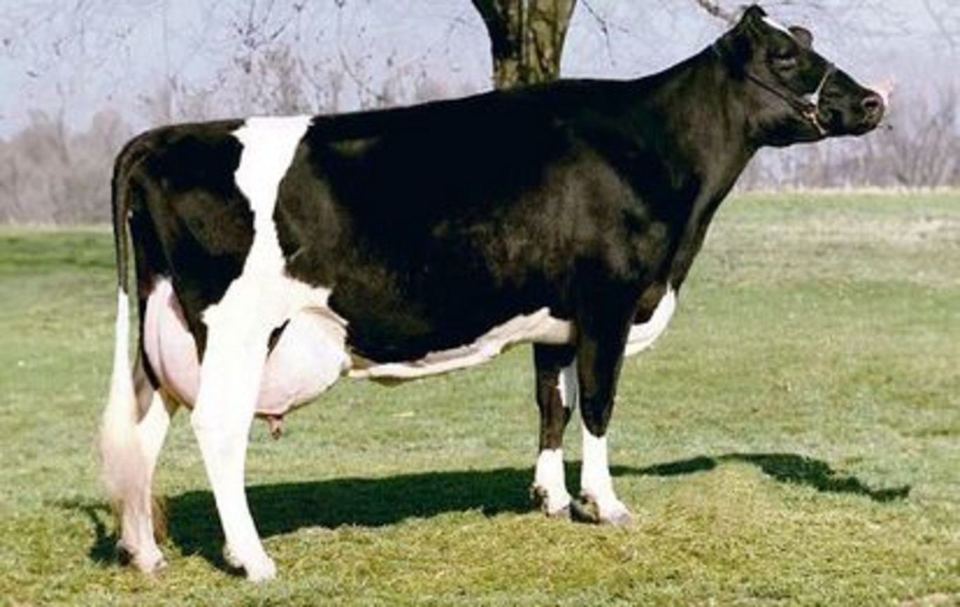 Sky-Hi Mars Helen war eine bekannte Stierenmutter. Ihre Söhne Hans, Hoya und Hernandez wurden in der Schweiz eingesetzt. 