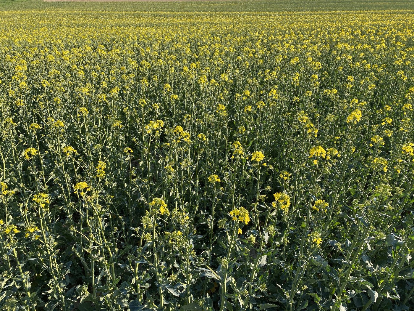Swiss Granum hat die neue Sortenliste für Winterraps veröffentlicht. Es wurden drei neue Sorten hinzugefügt, drei von der Liste gestrichen. (Bild Nicole Geiser)