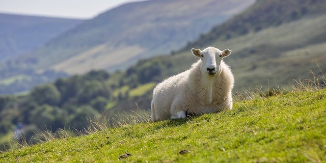 Hunde können zwar vor dem Wolf schützen, aber auch Probleme mit dem Tourismus bringen, hiess es an der DV des Bündnersichen Schafzuchtverbands. (Bild Pixabay)