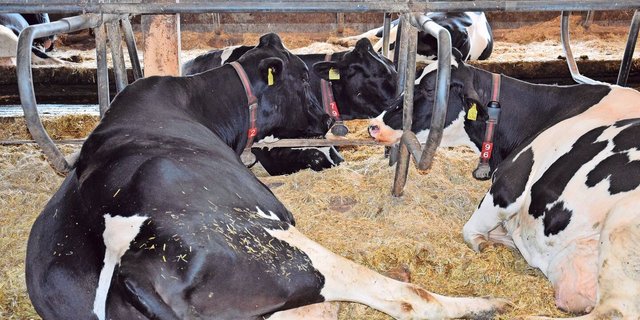 Eine Frist zur Behebung statt direkter Direktzahlungskürzungen, wenn kein direkter Handlungsbedarf oder ein relevanter Tierschutzverstoss vorliegt: Das fände Aniterra-Verwaltungsrat und Nationalrat Andreas Gafner sinnvoll. 