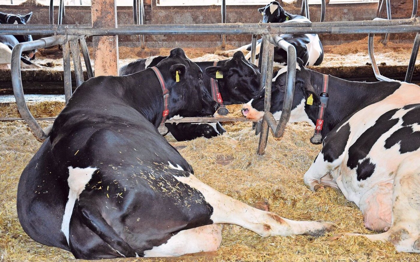 Eine Frist zur Behebung statt direkter Direktzahlungskürzungen, wenn kein direkter Handlungsbedarf oder ein relevanter Tierschutzverstoss vorliegt: Das fände Aniterra-Verwaltungsrat und Nationalrat Andreas Gafner sinnvoll. 