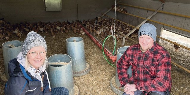 Die vier Wochen alten Poulets wurden von Othmar und Barbara Brun erst vor wenigen Tagen vom Aufzuchtstall in die mobilen Hütten gezügelt. 