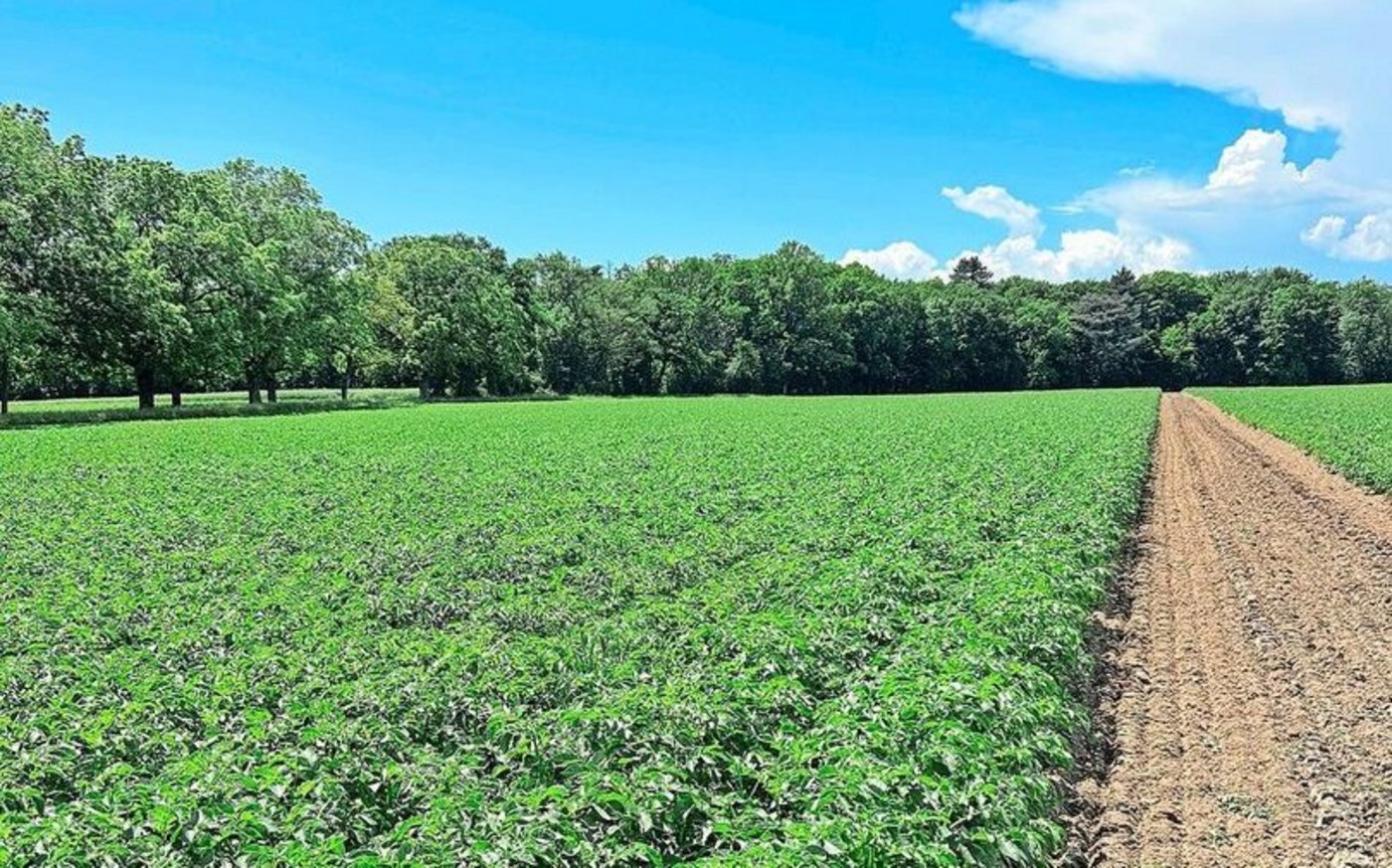 Frühkartoffeln vor der Ernte. Diesen Freitag wird das Kraut mechanisch vernichtet und in zwei Wochen kommen die Knollen dann aus dem Boden raus. 