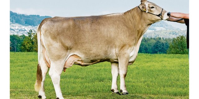 Rino Carelia ist eine typische ROB-Kuh. Ihr Vater ist ein reiner Original-Braunvieh-Stier. (Bild Konrad Lustenberger)