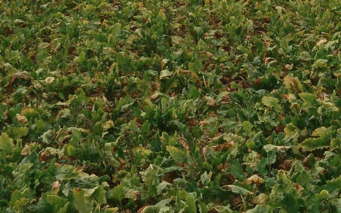 Gelbverfärbte Stellen weisen daraufhin, dass es sich hier um ein vom Syndrom Basses Richesses betroffenes Zuckerrübenfeld handelt. (Bild Floriane Bussereau, Agroscope)
