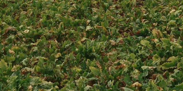 Gelbverfärbte Stellen weisen daraufhin, dass es sich hier um ein vom Syndrom Basses Richesses betroffenes Zuckerrübenfeld handelt. (Bild Floriane Bussereau, Agroscope)
