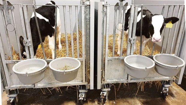 Wasser aus einer offenen Schale sei im Sommer besonders wichtig für die Kälber, schreibt Fachmann Martin Kaske.
