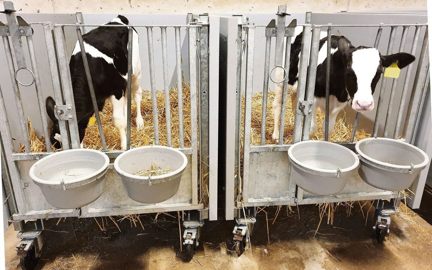 Wasser aus einer offenen Schale sei im Sommer besonders wichtig für die Kälber, schreibt Fachmann Martin Kaske.