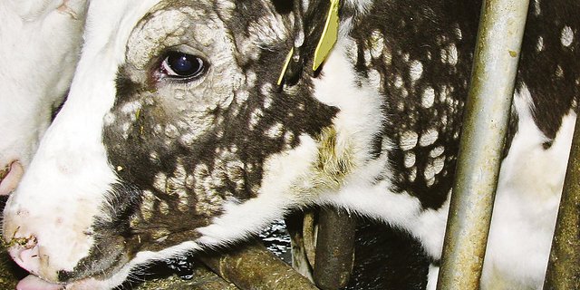 Runde, haarlose Stellen sind typisch für die Kälberflechte. Sie kann auch Menschen befallen, weshalb man im Umgang mit betroffenen Kälbern Handschuhe tragen sollte. (Bild Cornelia Grosswiler)