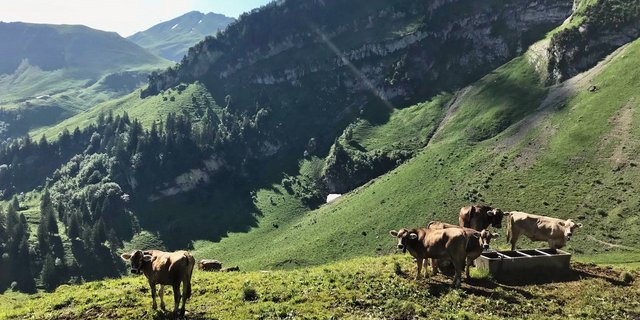 Die Witterung hat einen grossen Einfluss auf die Klauengesundheit von gesömmerten Tieren.Bild: Bruno Winzap