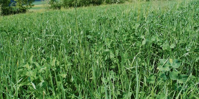 Kleereicher Kunstwiesenbestand: Viele Kunstwiesen zeigten sich im vergangenen Jahr erstaunlich resistent gegenüber der Trockenheit.(Bild Herbert Schmid)