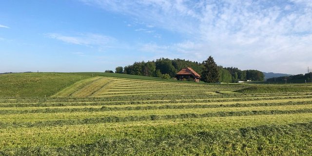 Die AP 22+ solle weder Betriebsspezialisierungen noch Flächenwachstum fördern, fordert die Kleinbauern-Vereinigung. (Bild BauZ)
