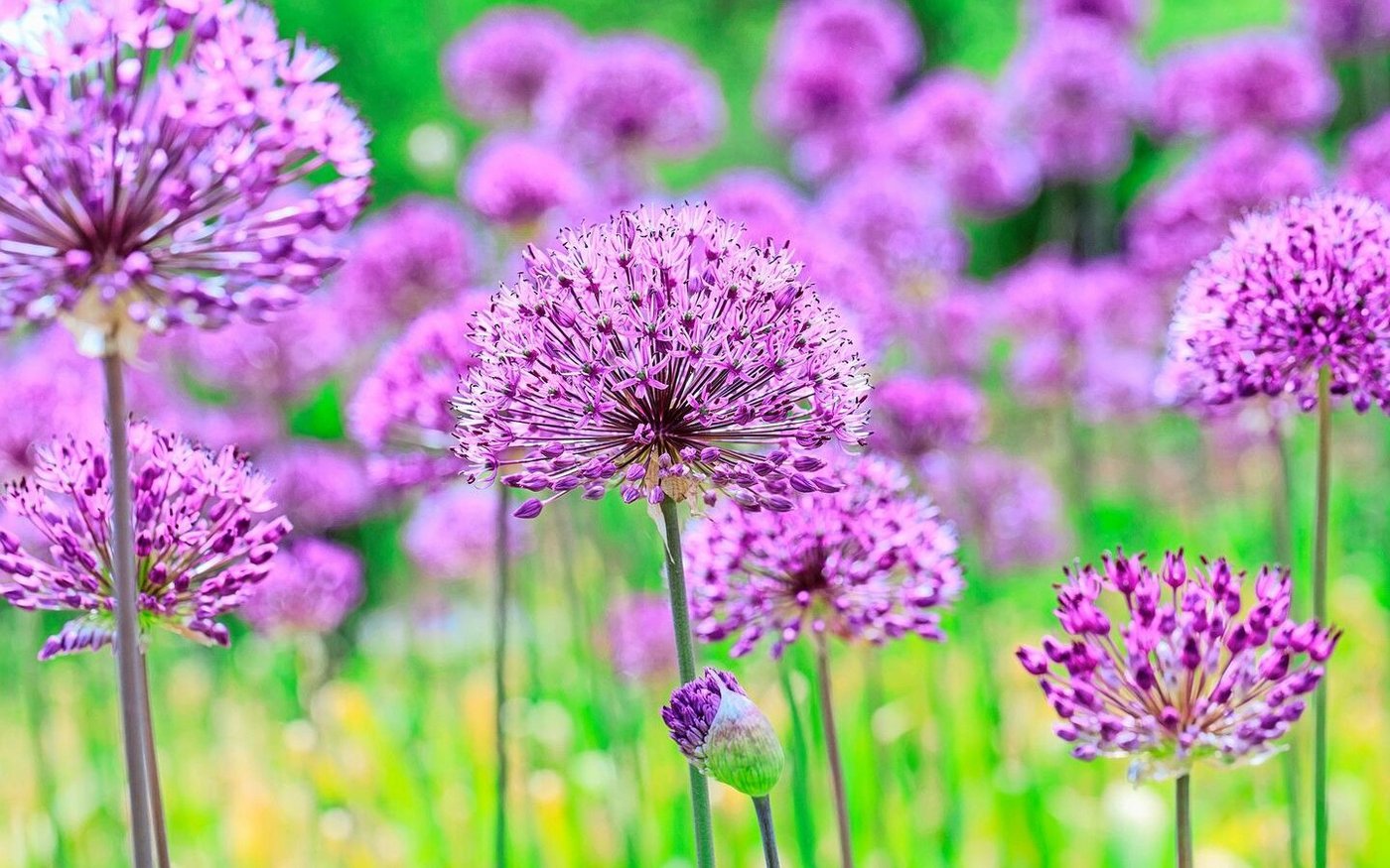 Der Kugel-Lauch (Allium aflatunense «Purple Sensation») blüht im Spätfrühling und lockt Wild- und Honigbienen an. Nach der Blüte sind auch die Samenstände attraktiv. 