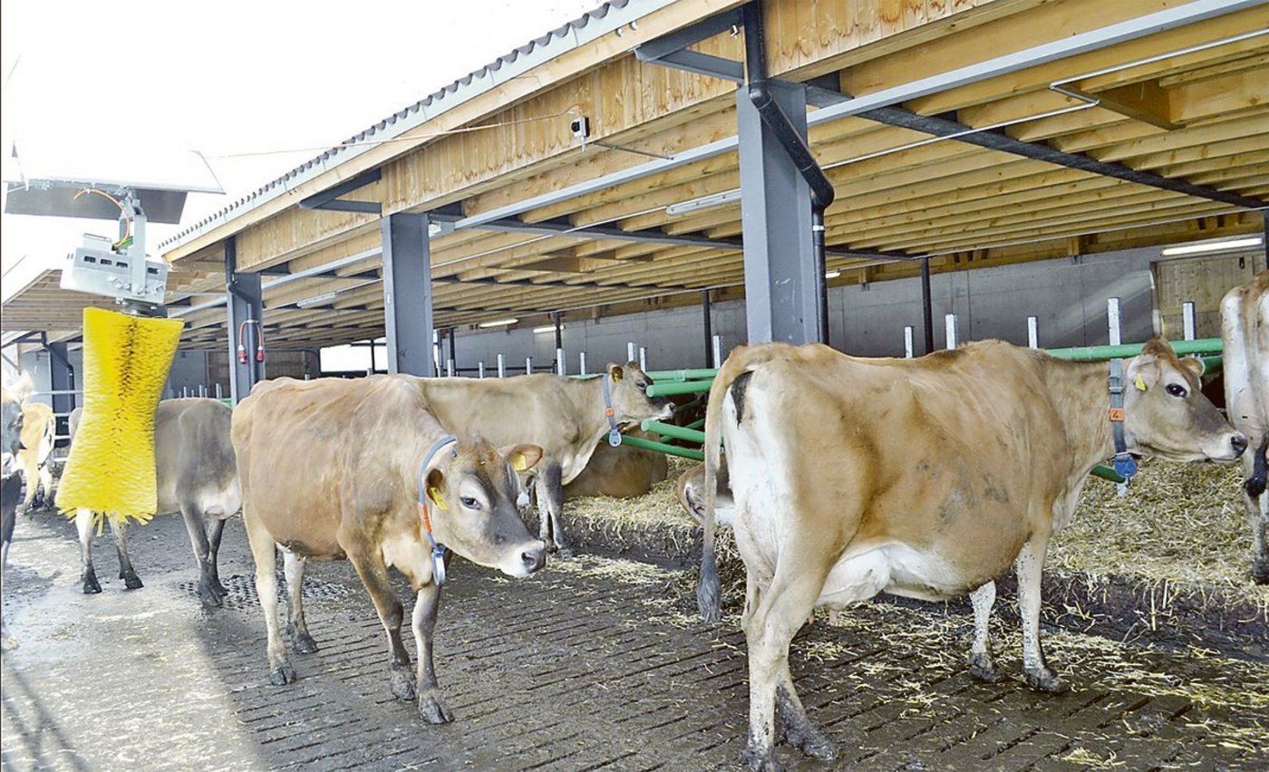 Viele Betriebe halten heute schon reine Jersey-Herden. Weil die Kühe nicht so gross sind, brauchen sie auch weniger Platz. (Bild Paul Küchler)