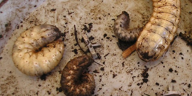 Engerlinge. (Bild Elf)