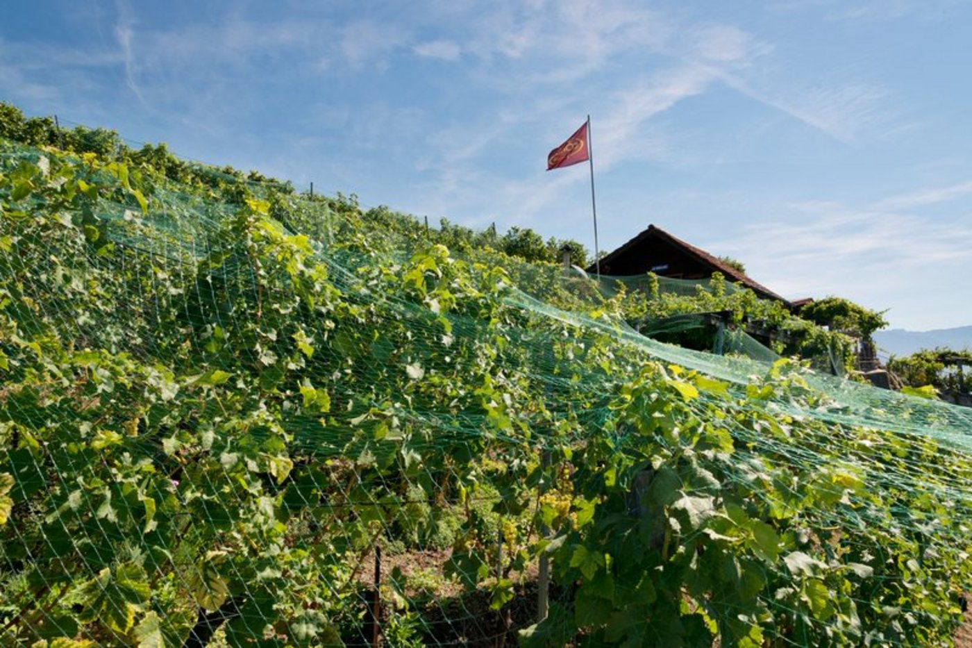 Der Einsatz eines Helikopters über Rebparzellen in St. German löste einige Kritik aus. (Symbolbild BauZ)