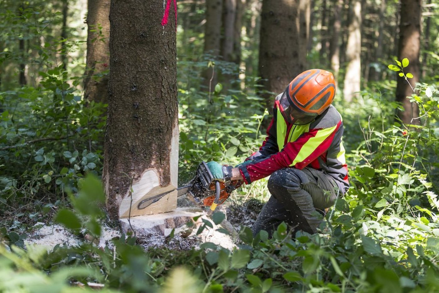 Schweizer Holz soll in der Schweiz bleiben – in den zentralen Landesteilen scheint das gut zu funktionieren. (Bild zVg)