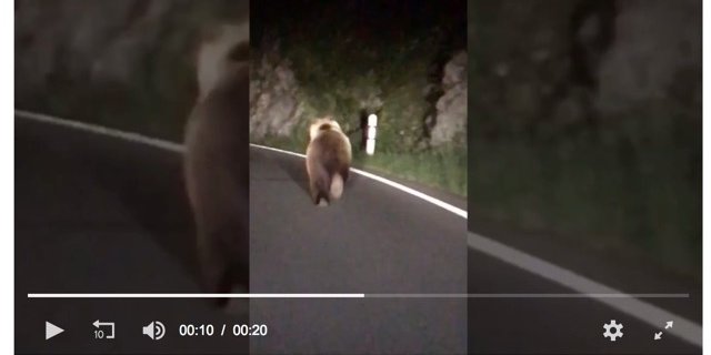 Ein Video eines «20 Minuten»-Leserreporters zeigt den flüchtenden Bären. (Bild Screenshot 20min.ch)