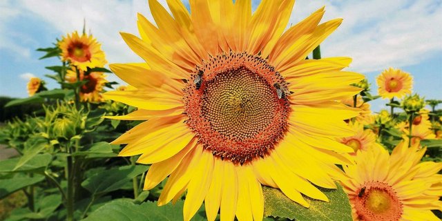 Blühende Sonnenblumen. Bei Insekten, Wanderern und zuletzt bei den Abnehmern gleichermassen begehrt. 