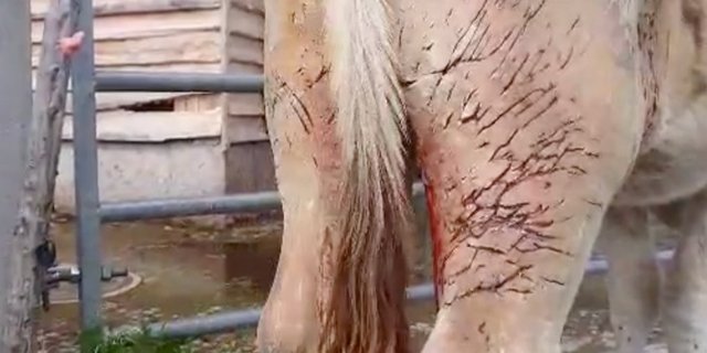 Die Biss- oder Kratzspuren sind deutlich sichtbar. (Bild Screenshot / Marcel Züger)