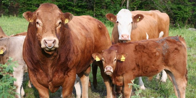 Immer mehr Bauern interessieren sich für die Mutterkuhhaltung. (Bild mutterkuh schweiz)