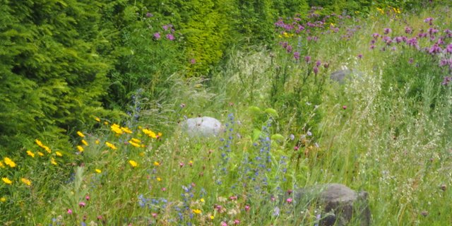 Ein farbenprächtiges Beispiel mit blühenden Wildstauden als Saum neben einer Eibenformhecke. (Bilder Ruth Bossardt)