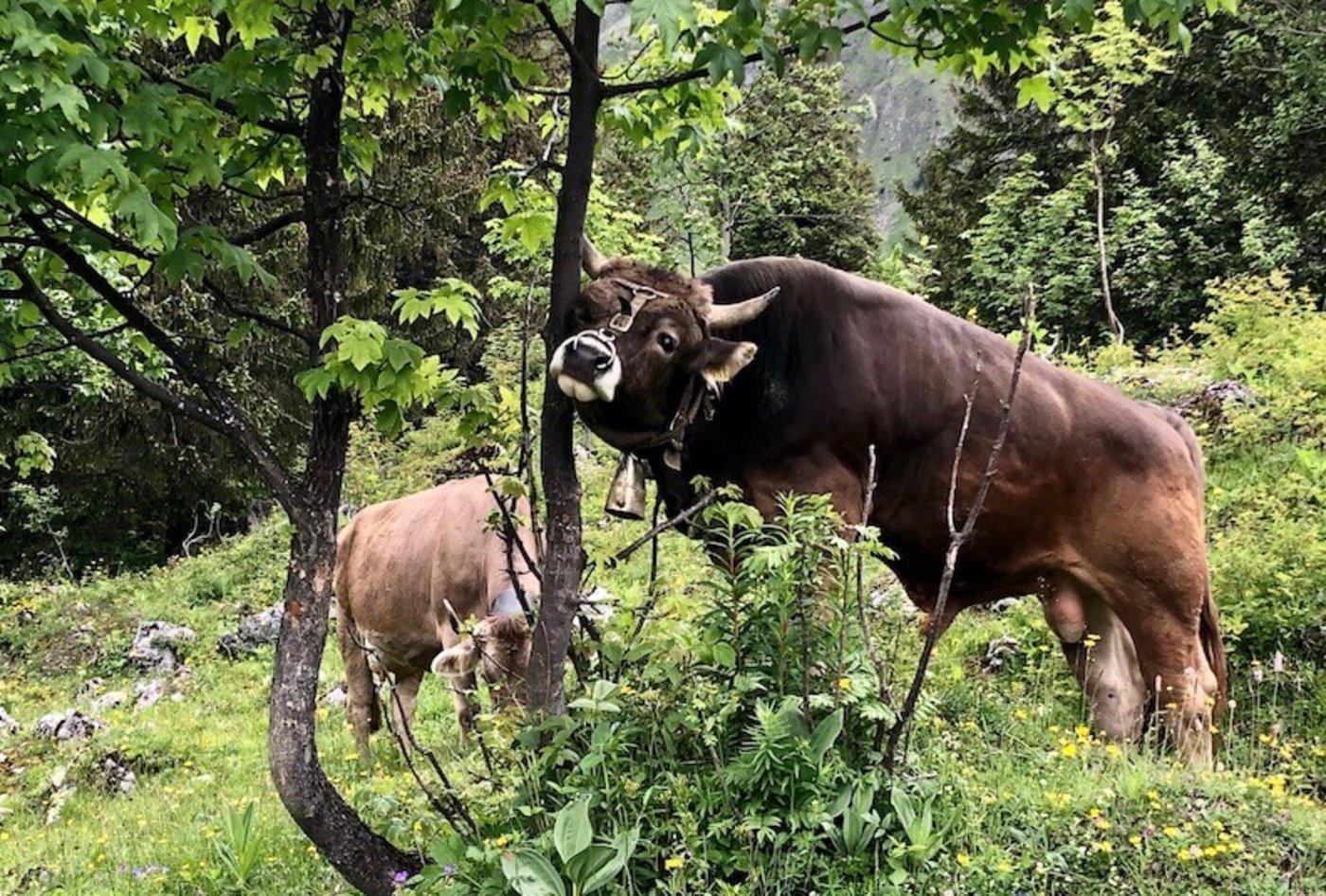 Original-Braunvieh-Muni Rainer hat sich glücklicherweise von seinem Gebrechen erholt und ist jetzt wieder voll einsatzbereit. (Bild jba)