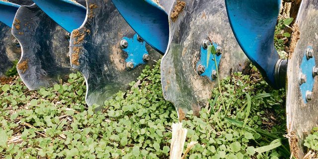 Der Ausfallraps sollte erst bearbeitet werden, wenn er zwei Laubblätter aufweist. (Bild David Perler)