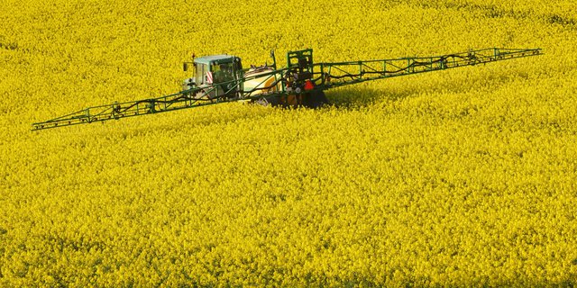 Ein Pestizid-Verbot hat Konsequenzen: Beispielsweise wird der Anbau von Raps gefährdet sein. Raps ist momentan aber eine sehr gefragte Kultur, weil die Lebensmittelindustrie vermehrt von Palmöl auf Raps umsteigt. (Bild Ingo Bartussek)