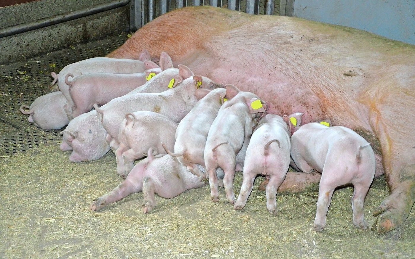 Damit die Sau nach dem Abferkeln viel Milch produzieren kann, braucht es Gesundheit und schmackhafte Futtermittel.