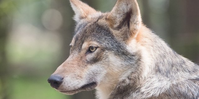 Der Verdacht, dass sich umherziehende Wölfe mit Hunden paaren, ist nicht neu. In der Bauernzeitung Online wurde bereits am 14.03.17 darüber berichtet.  (Symbolbild M. Zonderling)