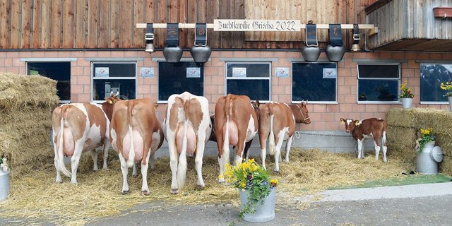 Eine eindrückliche Zuchtfamilie mit 92 Punkten und Klasse A: Zurbrügg's Manitou Grischa von Fritz und Martin Zurbrügg aus dem Scharnachtal. 